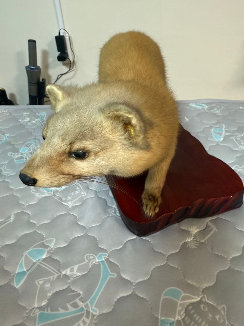 テン剥製