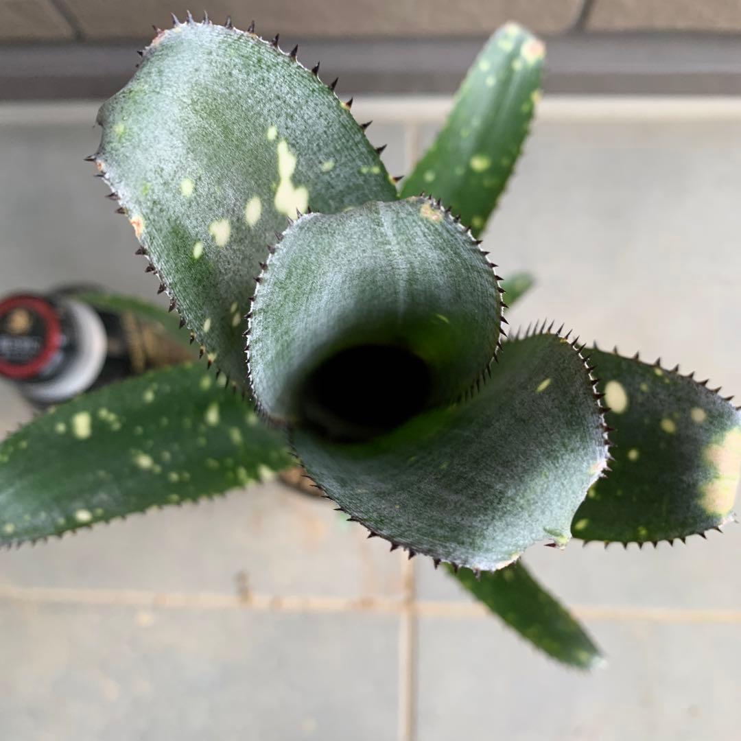 ブロメリア・エアープランツ Billbergia Novena