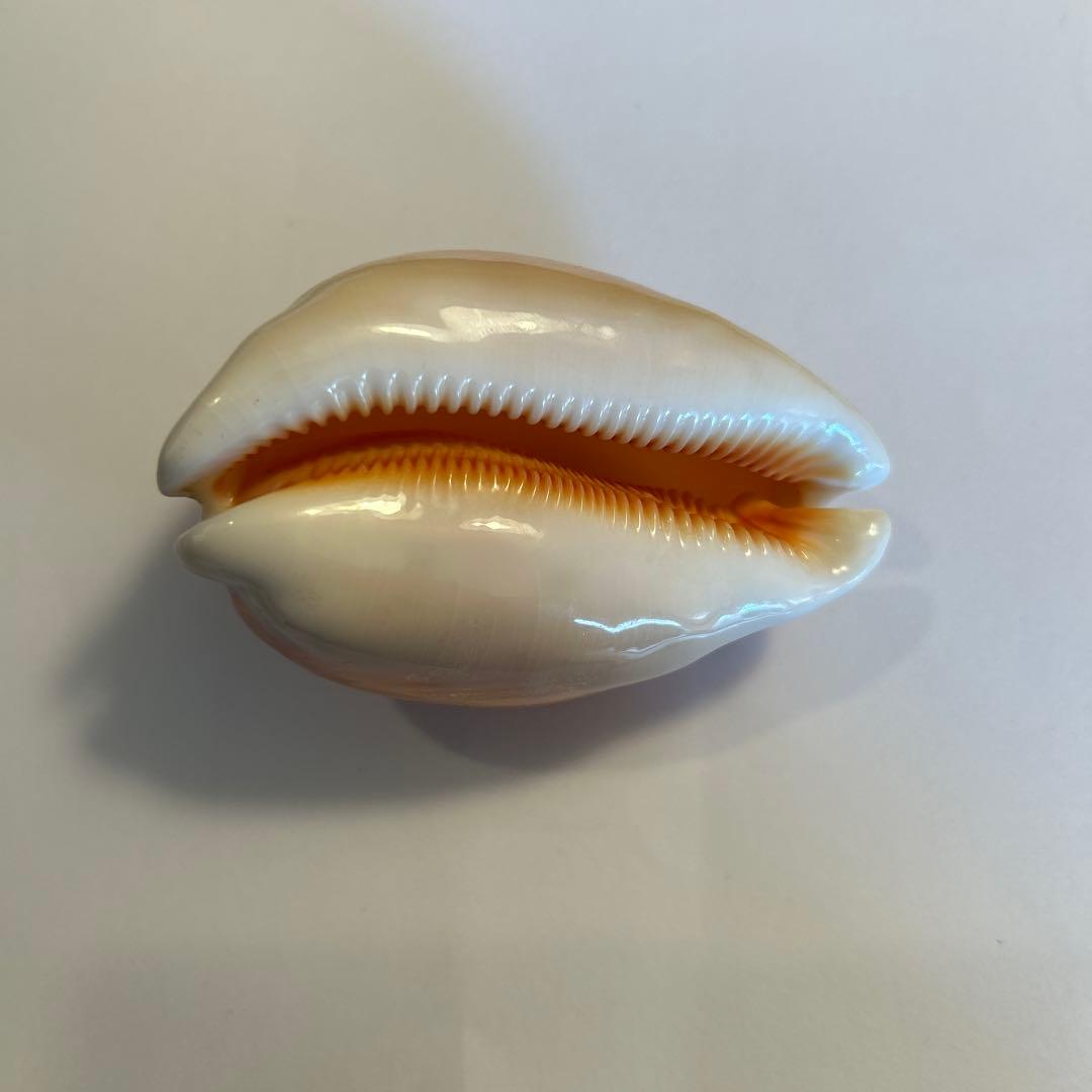 貝殻　ナンヨウタカラ