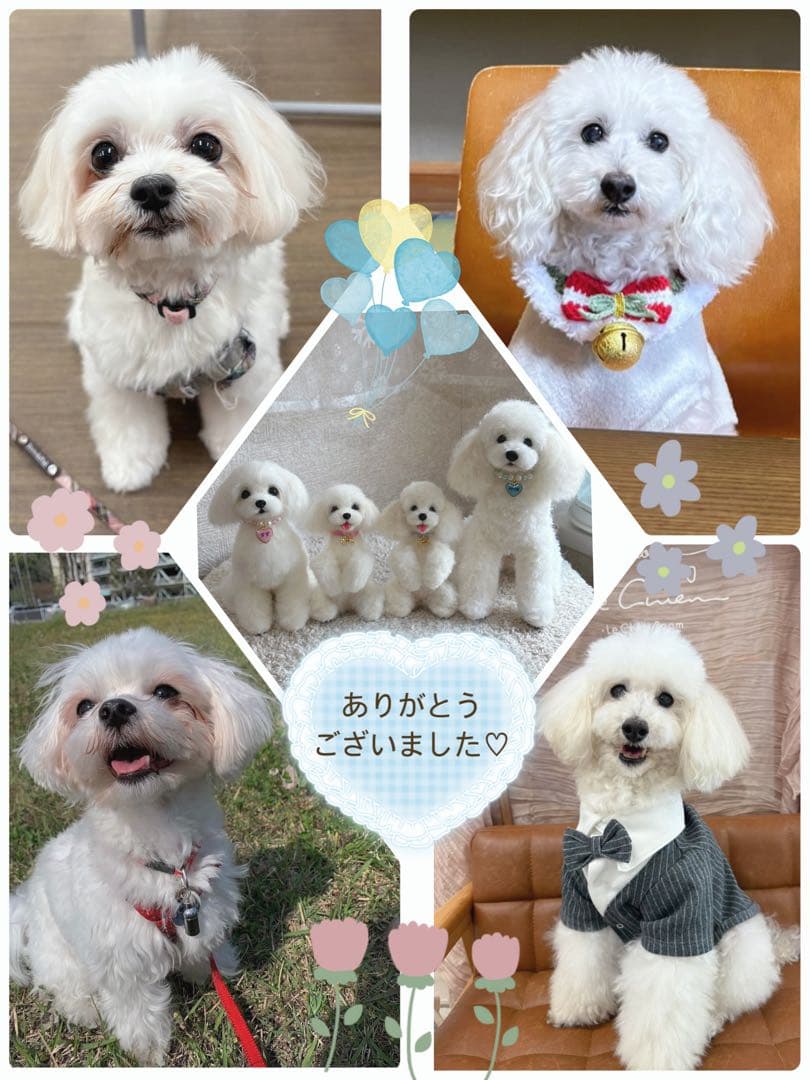 ハンドメイド＊羊毛フェルト＊犬 うちの子オーダー