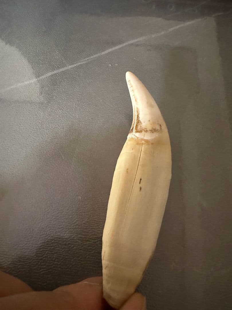 熊の牙　特大