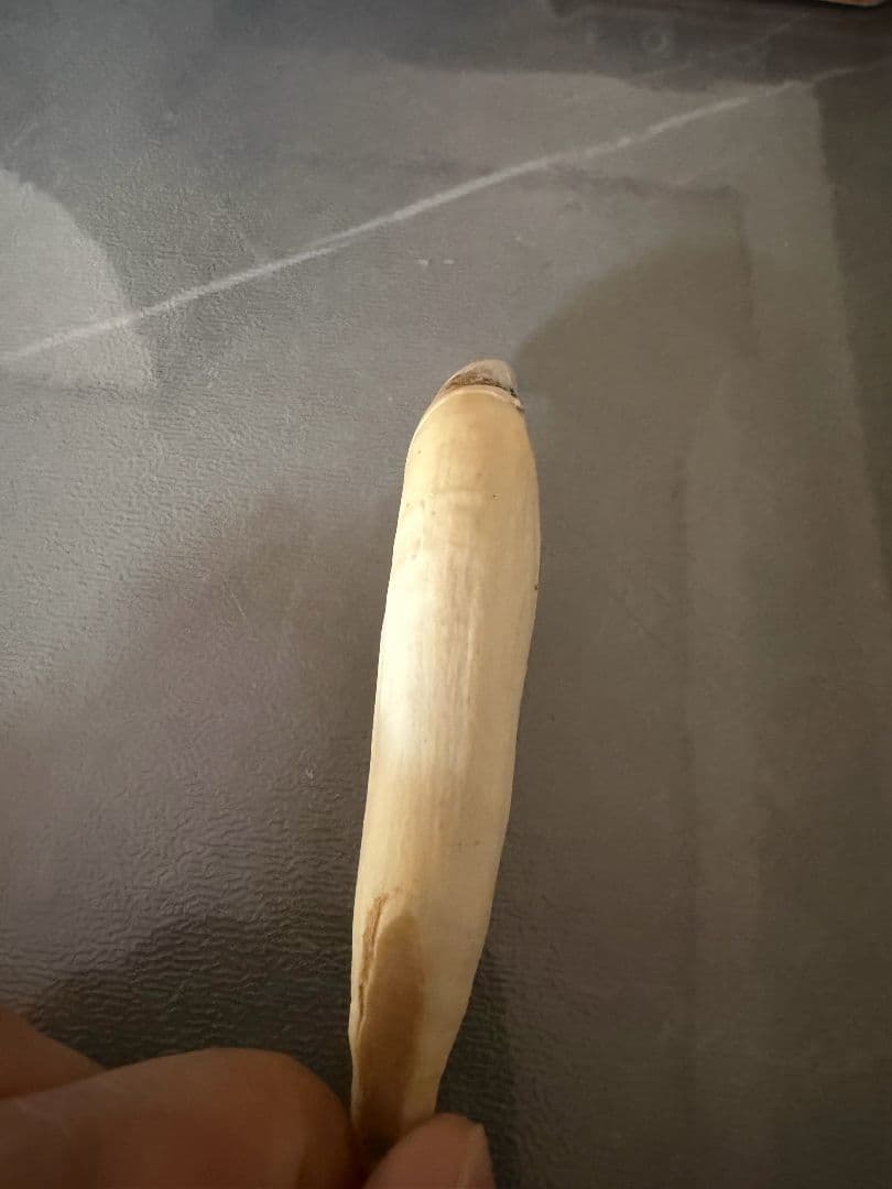 熊の牙　特大