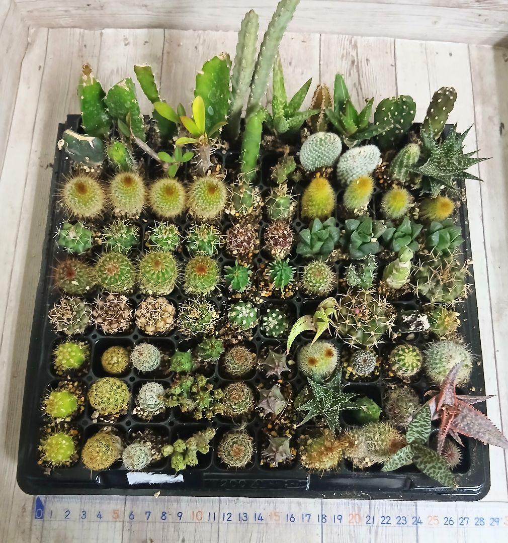多肉植物　ミニサボテン　抜き苗　90個