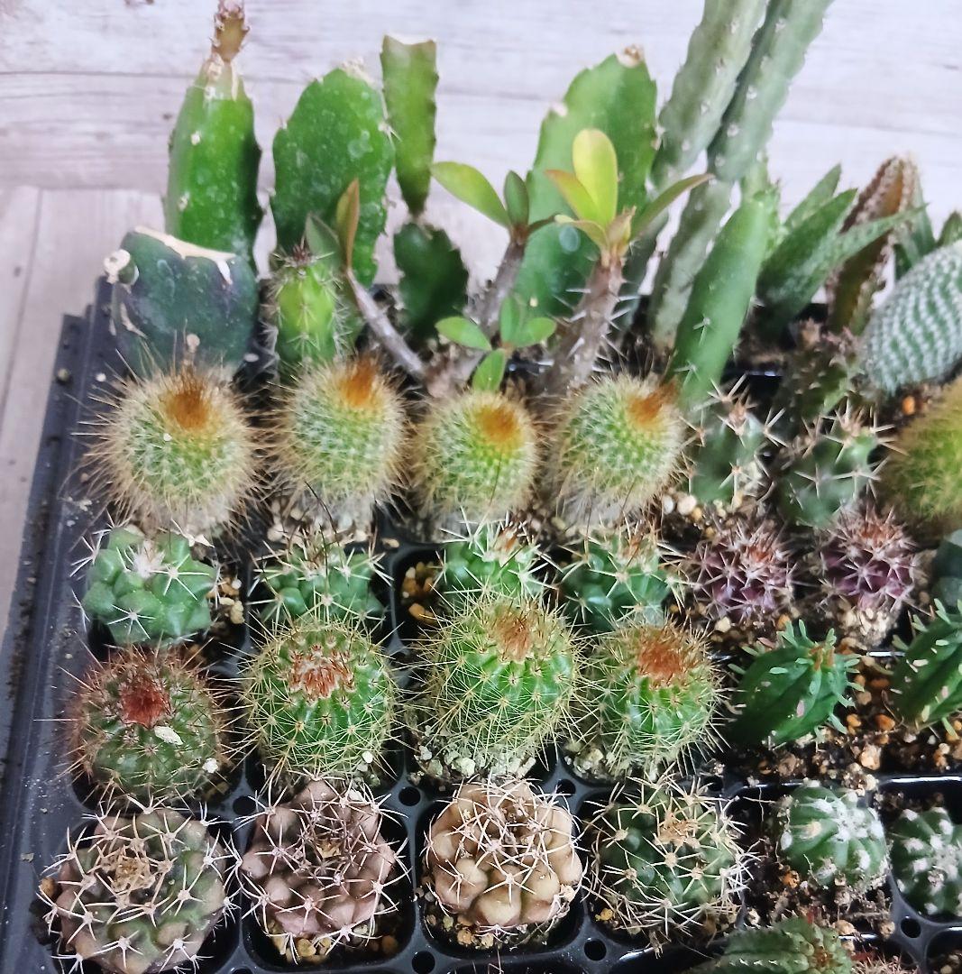 多肉植物　ミニサボテン　抜き苗　90個