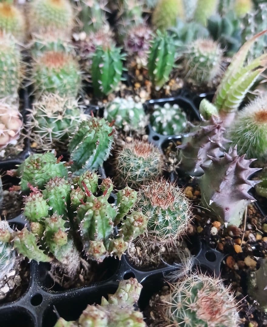 多肉植物　ミニサボテン　抜き苗　90個