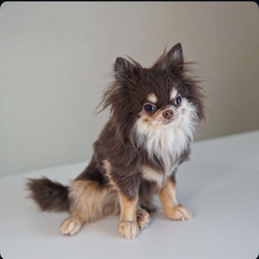 羊毛フェルト　チョコタンチワワ　やる気ないお座りポーズ　犬　チワワ　一点物