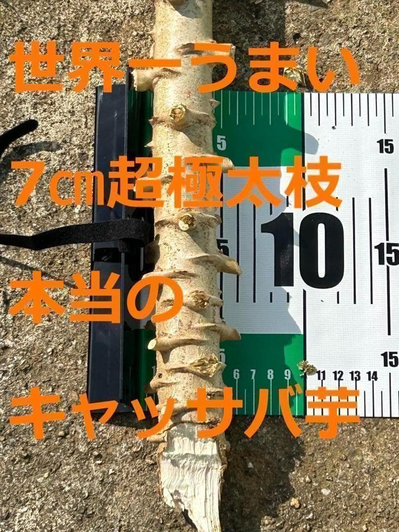 25本前後◆世界一、太葉種=ゴールデン・キャッサバ◆挿し木枝＝60サイズ箱に満杯