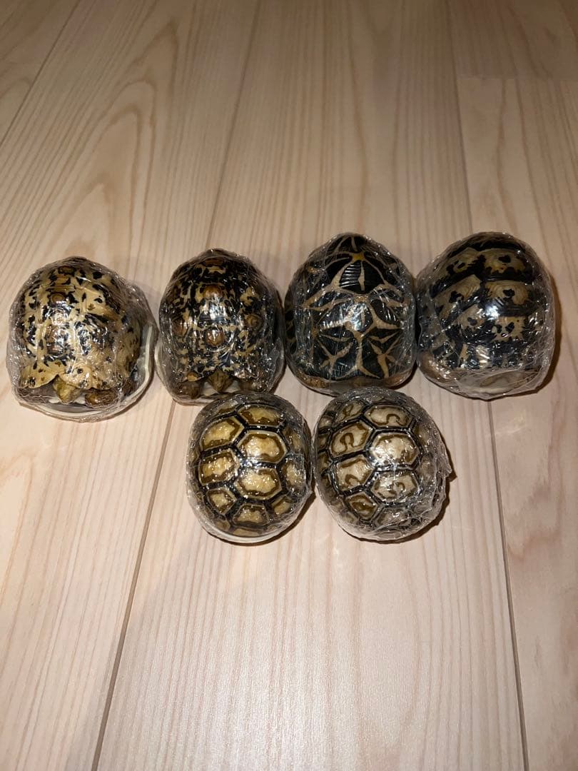 いきもの大図鑑　リクガメガチャ　6個セット