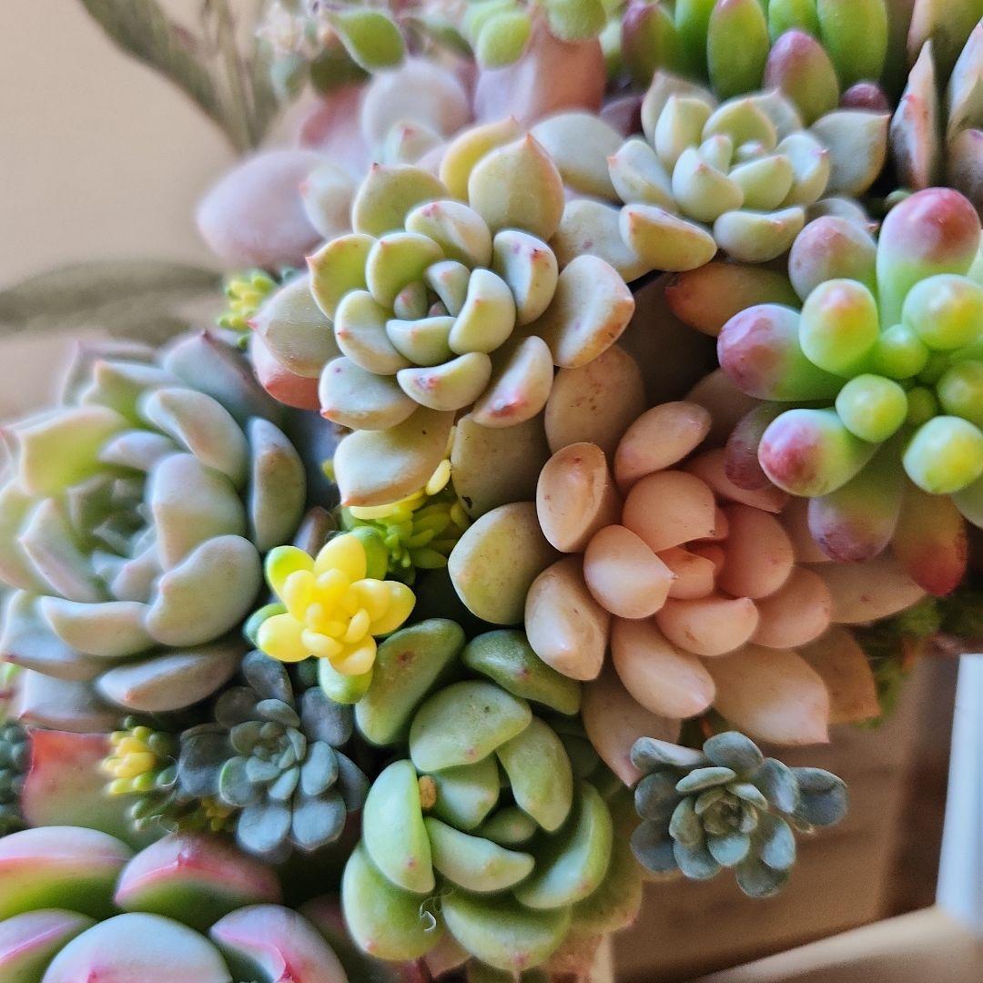 多肉植物寄せ植え　そのまま飾れる　ふんわりリース⋆。:゜・*
