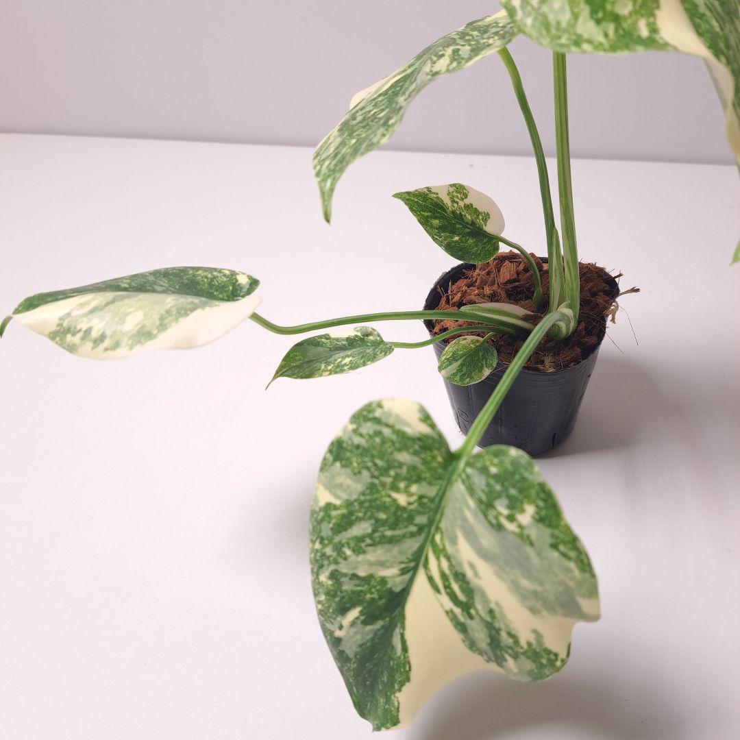 モンステラ タイコンステレーション 現品 ポットごと 観葉植物