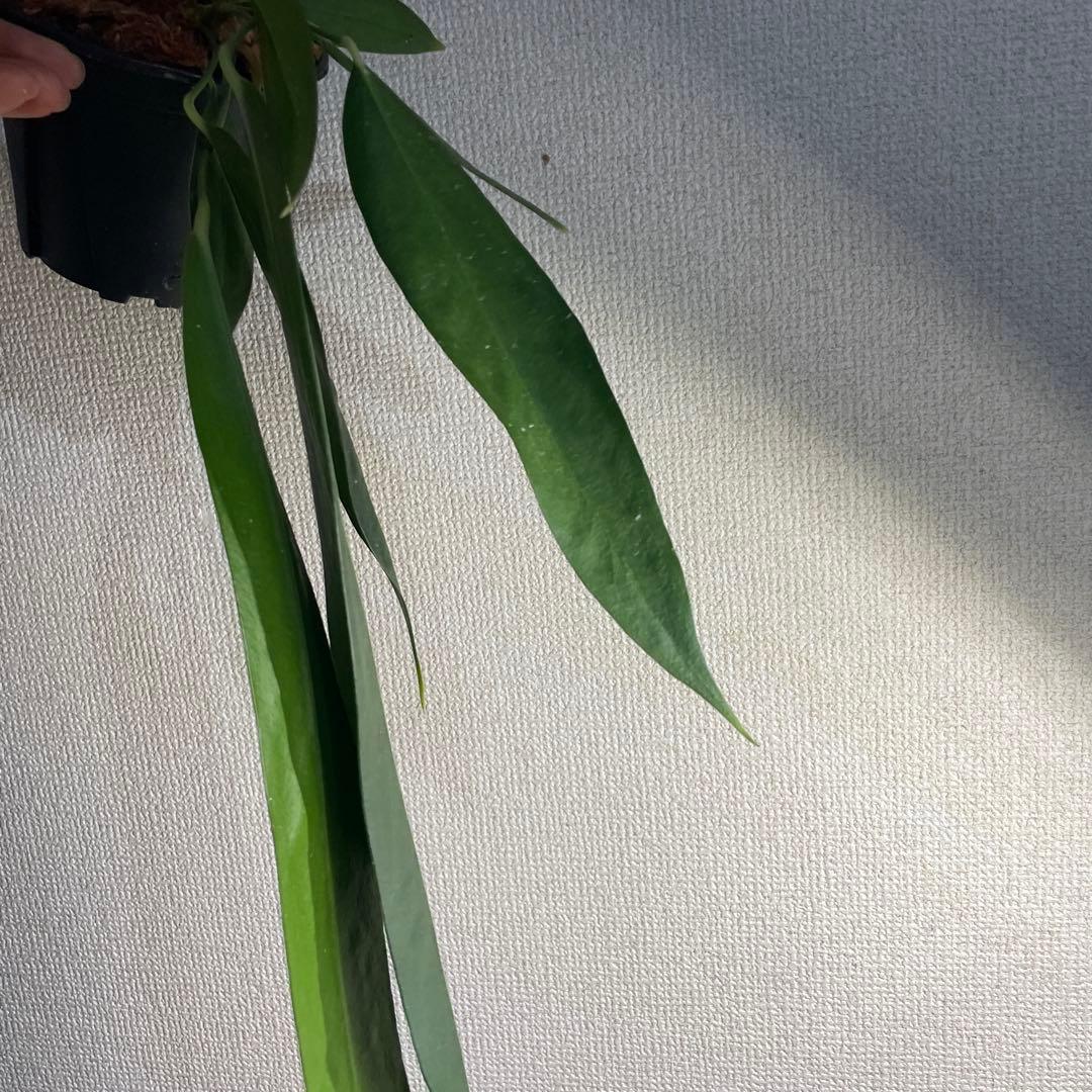 アンスリウム　ウェンドリンゲリ