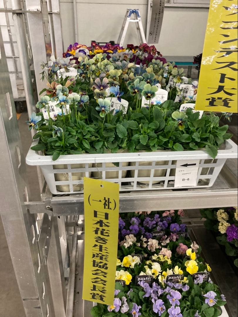 すみれ 図鑑　ビオラ　N 即落ち
