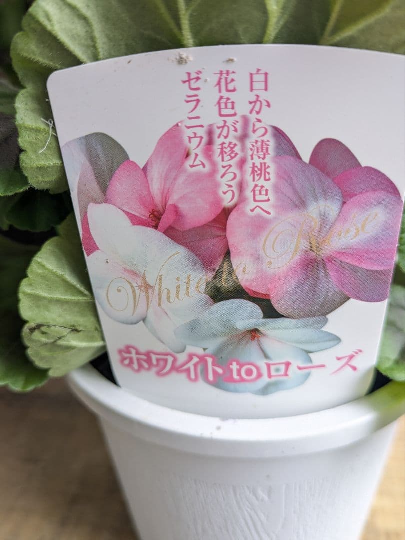 ゼラニウムホワイトトゥローズ　ホワイトtoローズ　色変わりしていきます♡