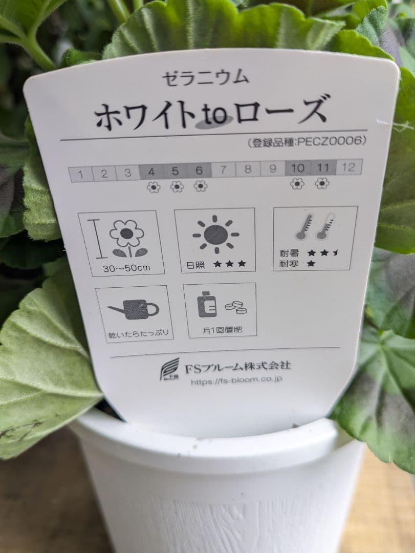 ゼラニウムホワイトトゥローズ　ホワイトtoローズ　色変わりしていきます♡