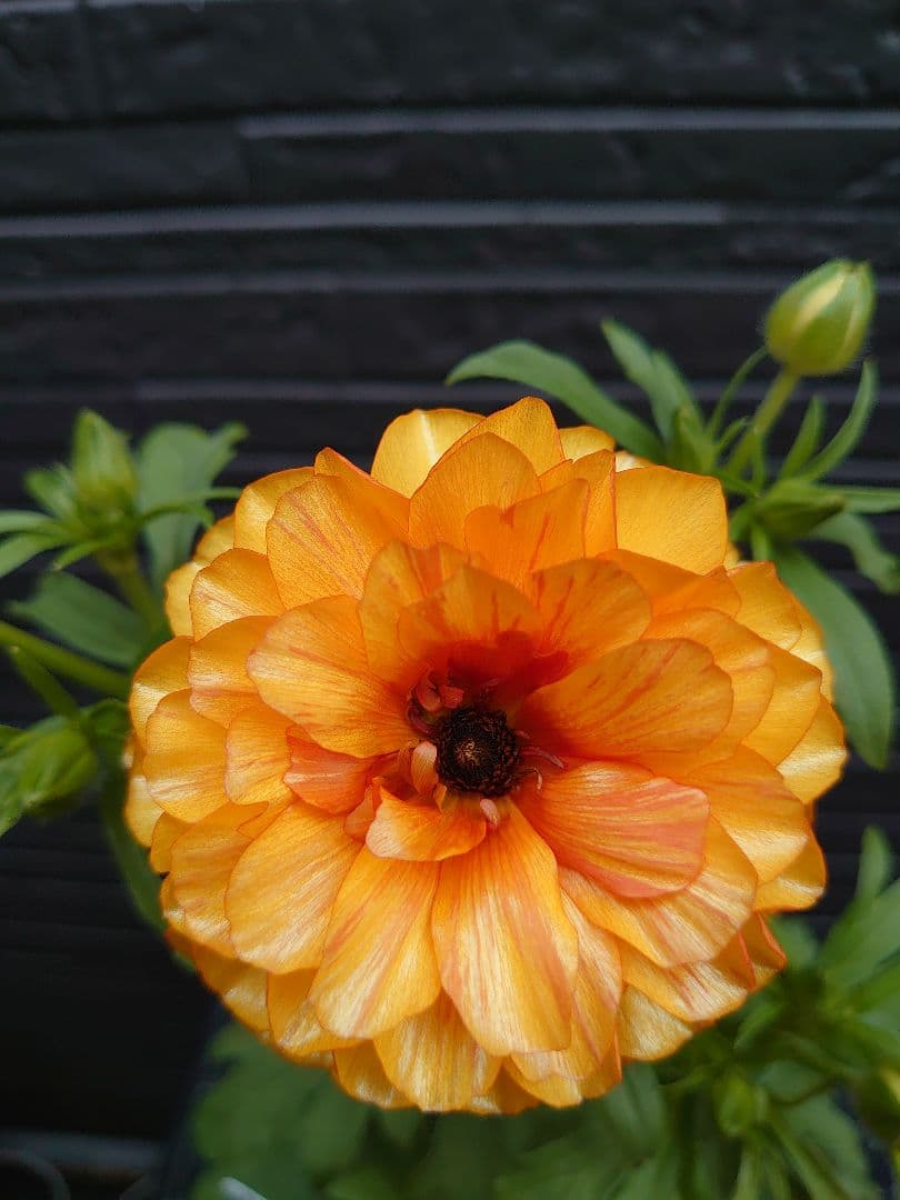 ラナンキュラスラックス　ポスポロス　変わり咲き　開花株　希少