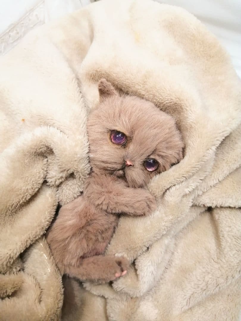 お腹ぽっこり♡ベビにゃん♡モカ色の子猫ちゃん♡アートドール♡ぬいぐるみ♡