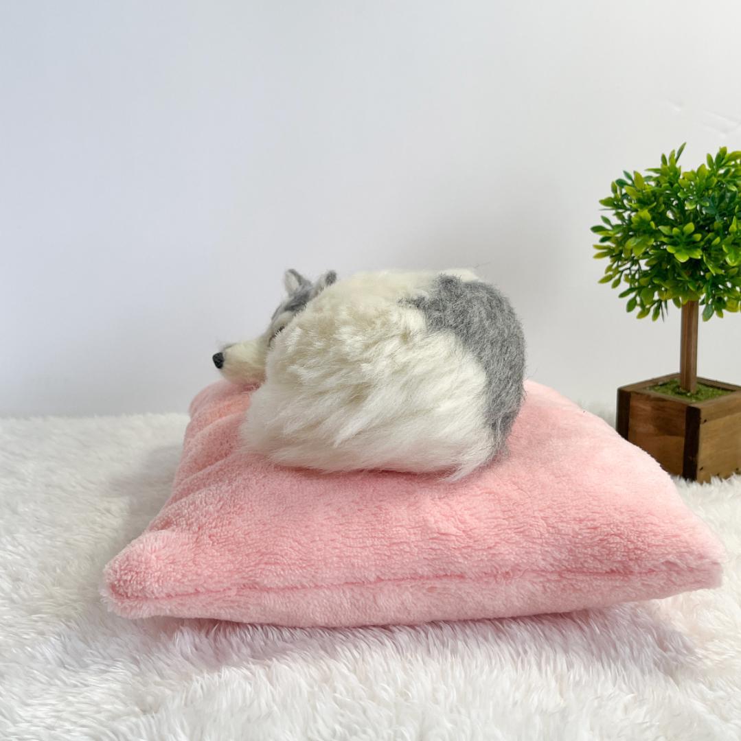 飼い主を見つめるハスキー（ふわふわクッション付き）