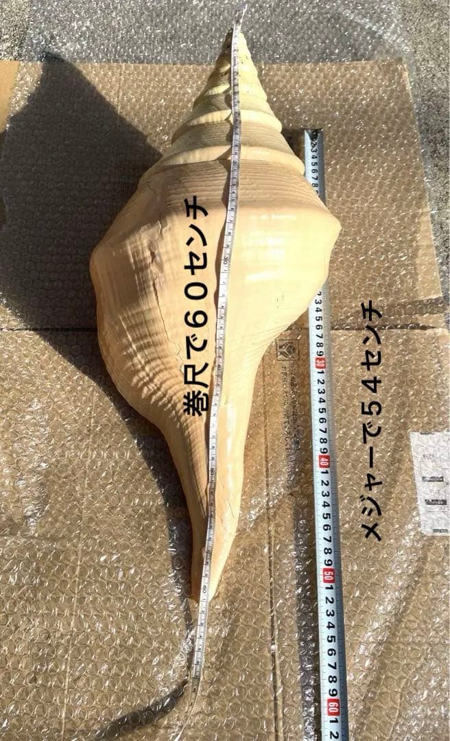 超特大54cm 世界最大級 法螺貝 アラフラオオニシ 修験道 山伏 置物 骨董