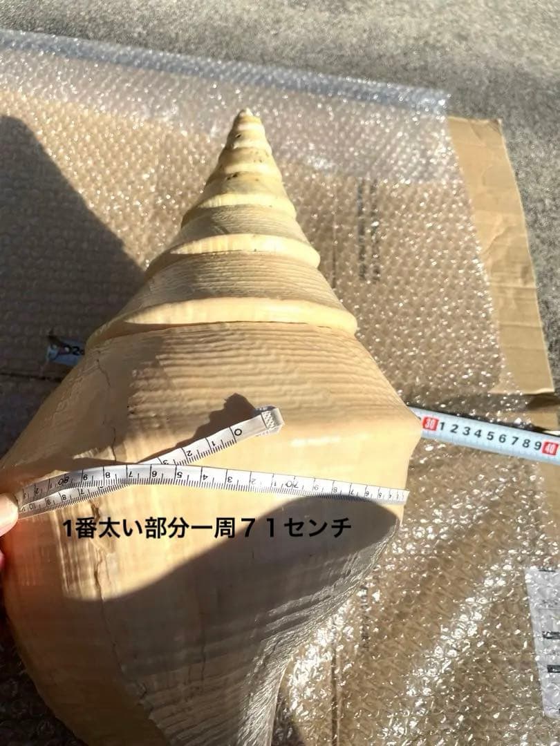 超特大54cm 世界最大級 法螺貝 アラフラオオニシ 修験道 山伏 置物 骨董