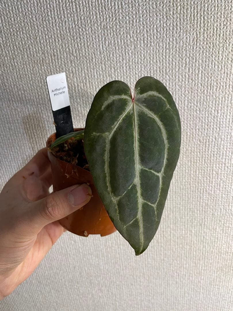 い*ぶ様 アンスリウム　ミシェル
