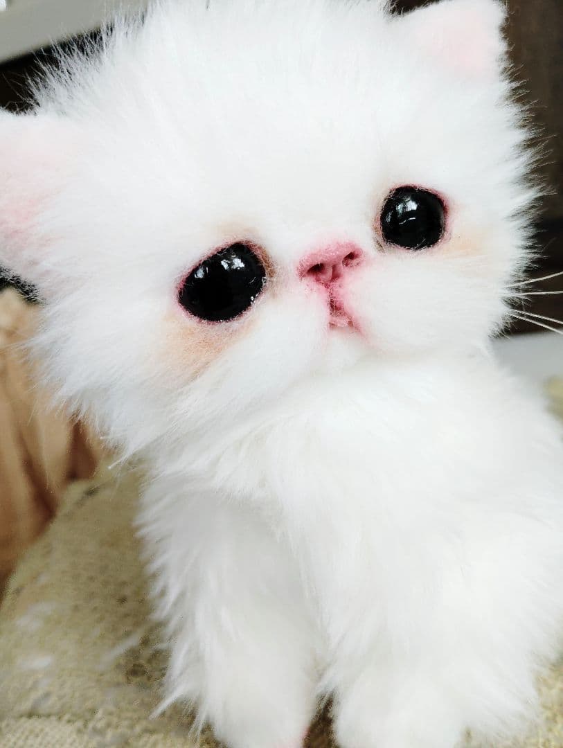 エキゾチックショートヘア♡子猫♡モモちゃん♡アートドール♡ぬいぐるみ♡