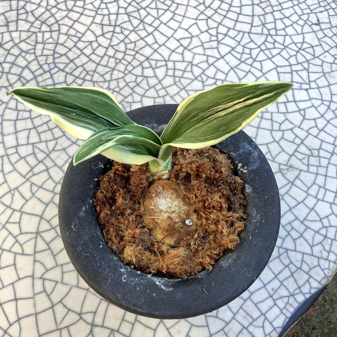 万年青　　縞甲竜型羅紗実生　　潮騒shiosai（仮名）