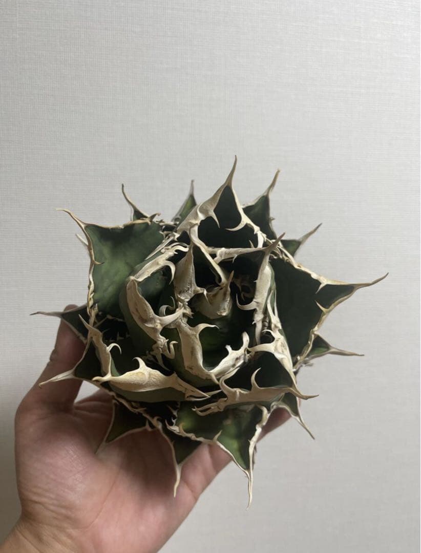 アガベ 緑幽霊 親株