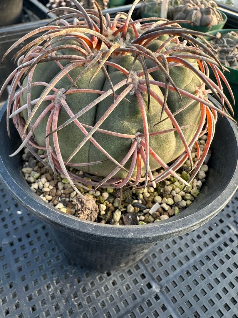 サボテン天平丸