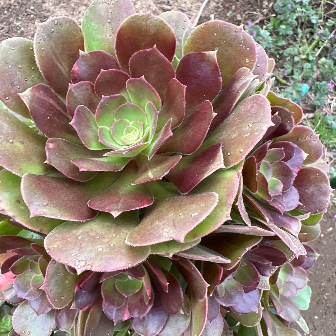 多肉植物。アエオニウム流星群法師錦抜き苗