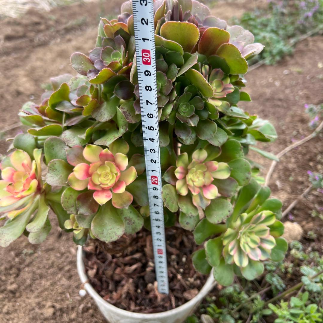 多肉植物。アエオニウム流星群法師錦抜き苗