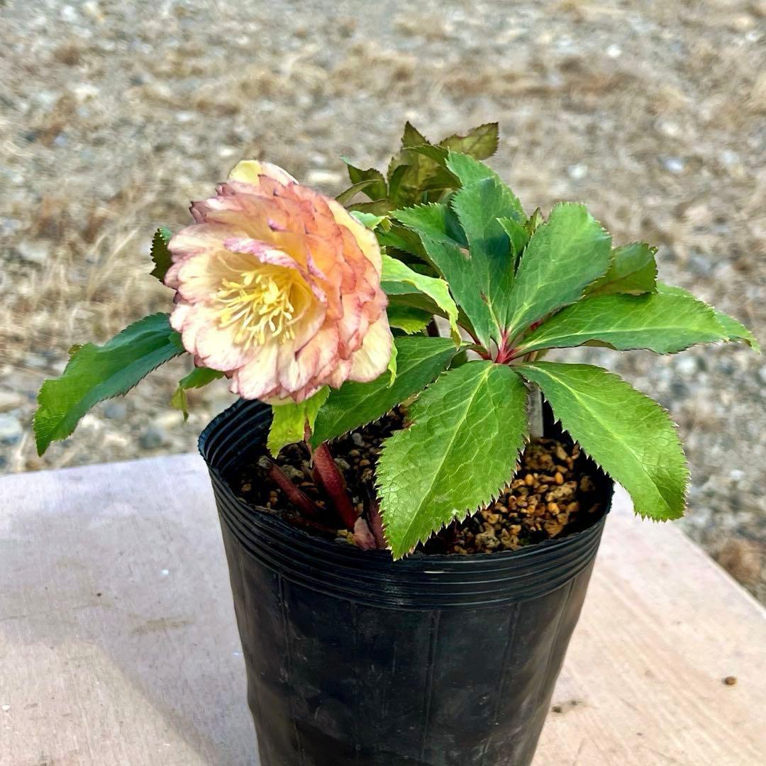 3760 ☘️タグ付☘️オーレア⭐️芳香⭐️フサフサ立体花弁⭐️かすり⭐️小〜中輪⭐️加藤農園