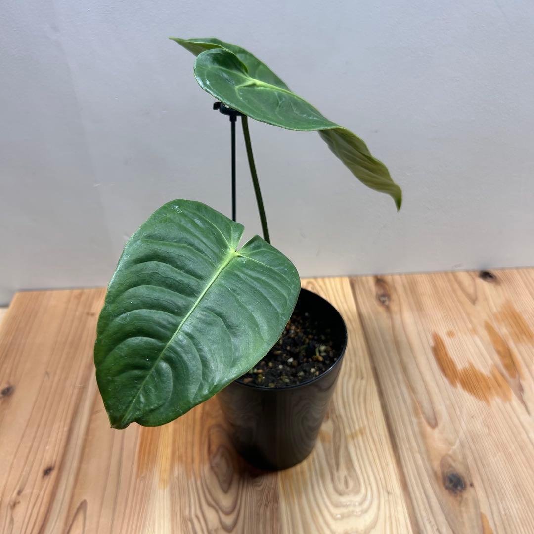 アンスリウム・ベイチー（Anthurium veitchii 4号