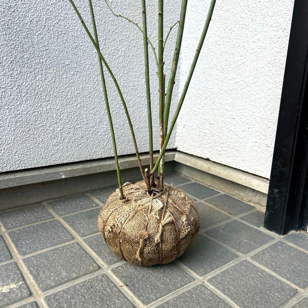 ヤエヤマブキ（根巻き苗）八重山吹　ヤエヤマブキ苗木