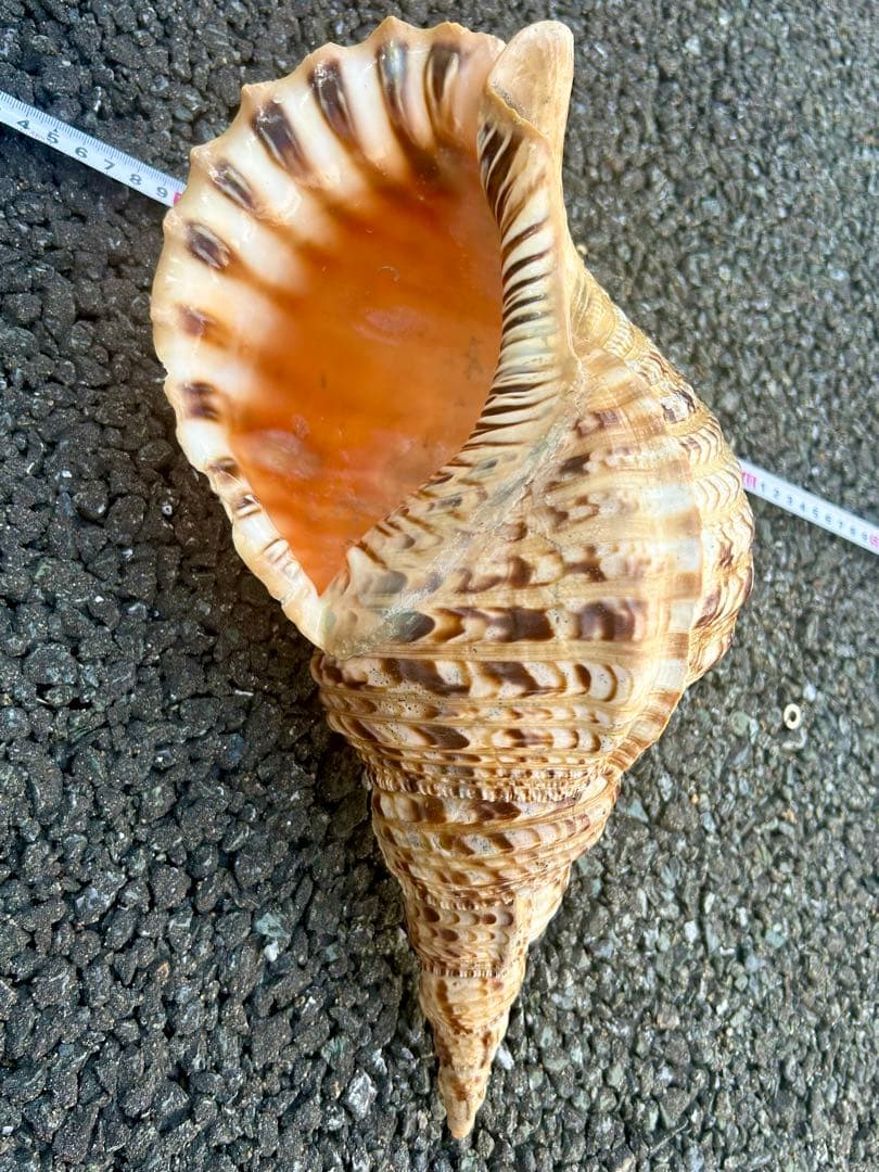 法螺貝37.3cm