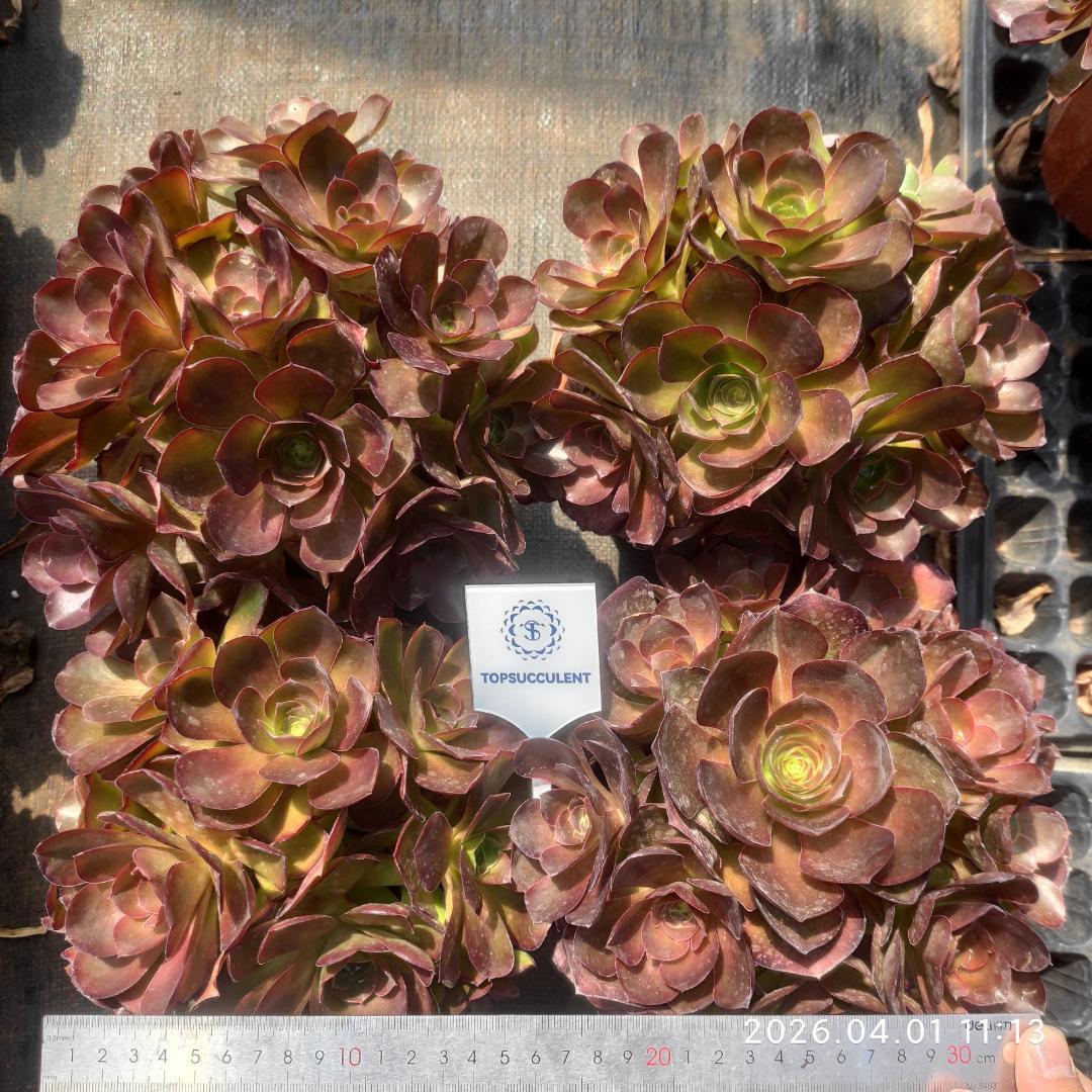 Top【選抜株】多肉植物　23018緑の鈴 セネシオ錦　10個　鉢無し/脱土