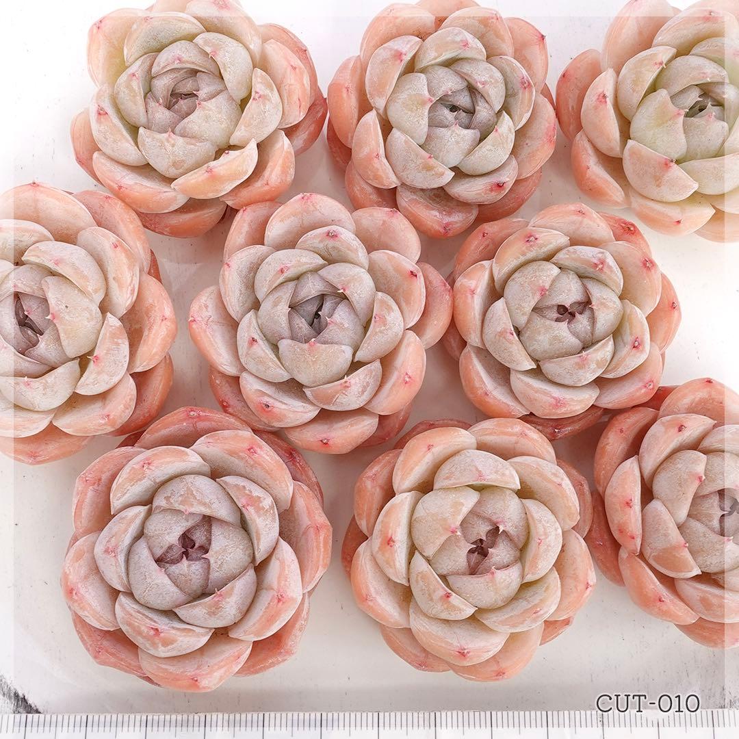 多肉植物 マキアート カット苗 エケベリア ｜C010｜バラ売り◯