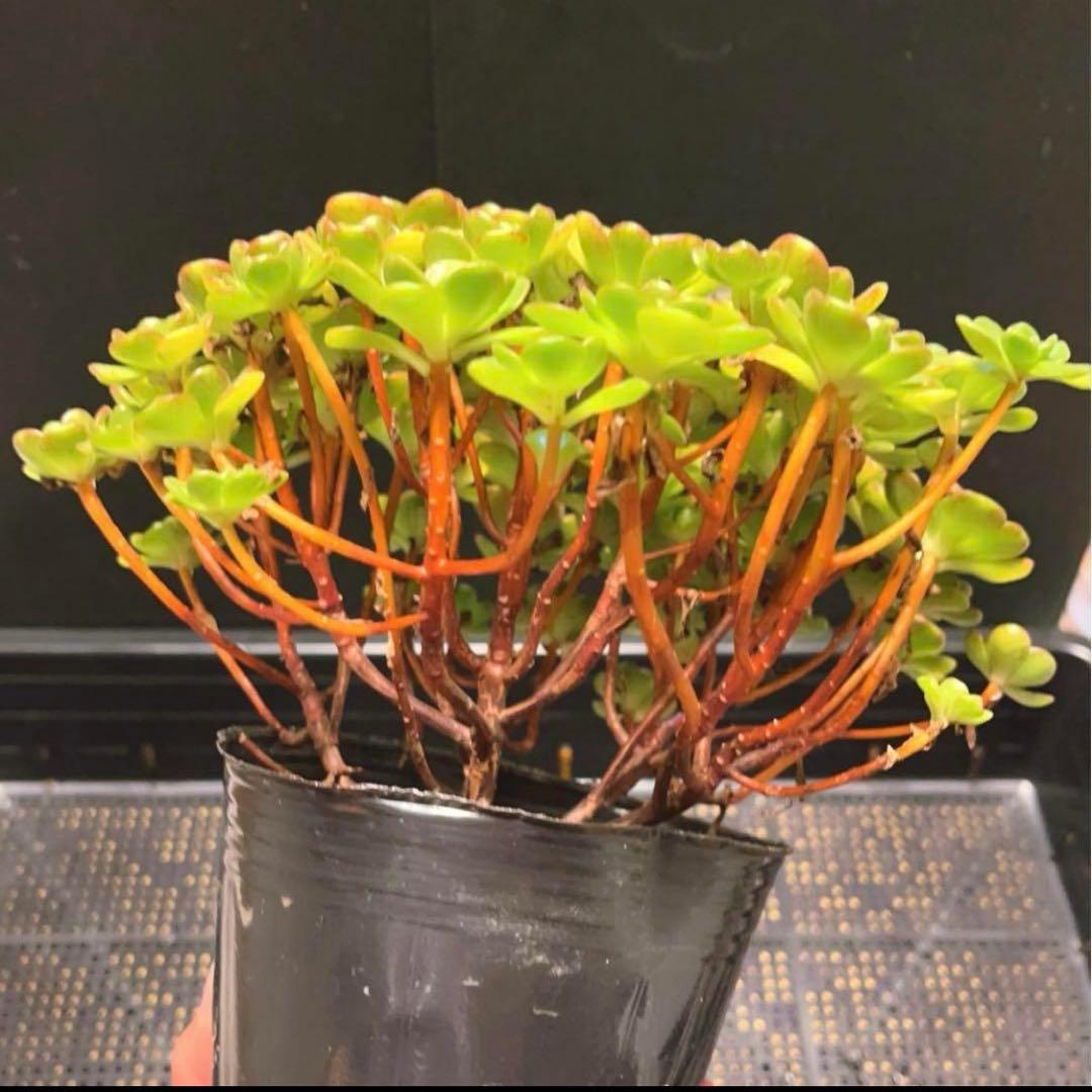 33#多肉植物アエオニウム錦❤️ サンデルシ— ❤️ 60-70頭21cm 拔き苗