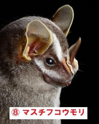 インドネシア　コウモリの頭骨 9点セット