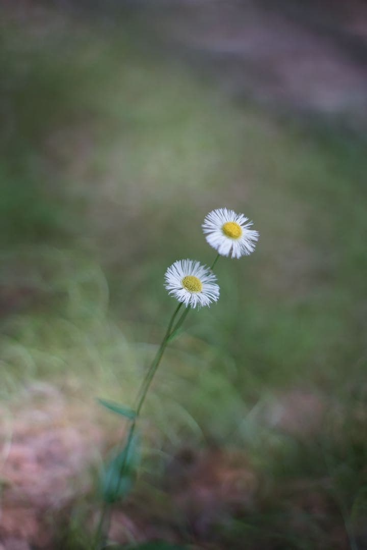 宝石レンズ_SMC_Takumar 55mm_f1.8_ay