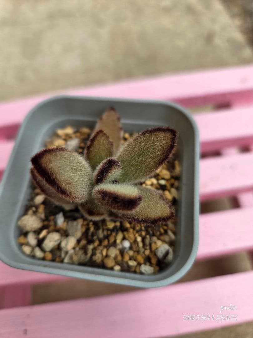 ★専用★ 多肉植物 カランコエ もふもふ兎シリーズ♡ ４種 抜き苗・カット苗
