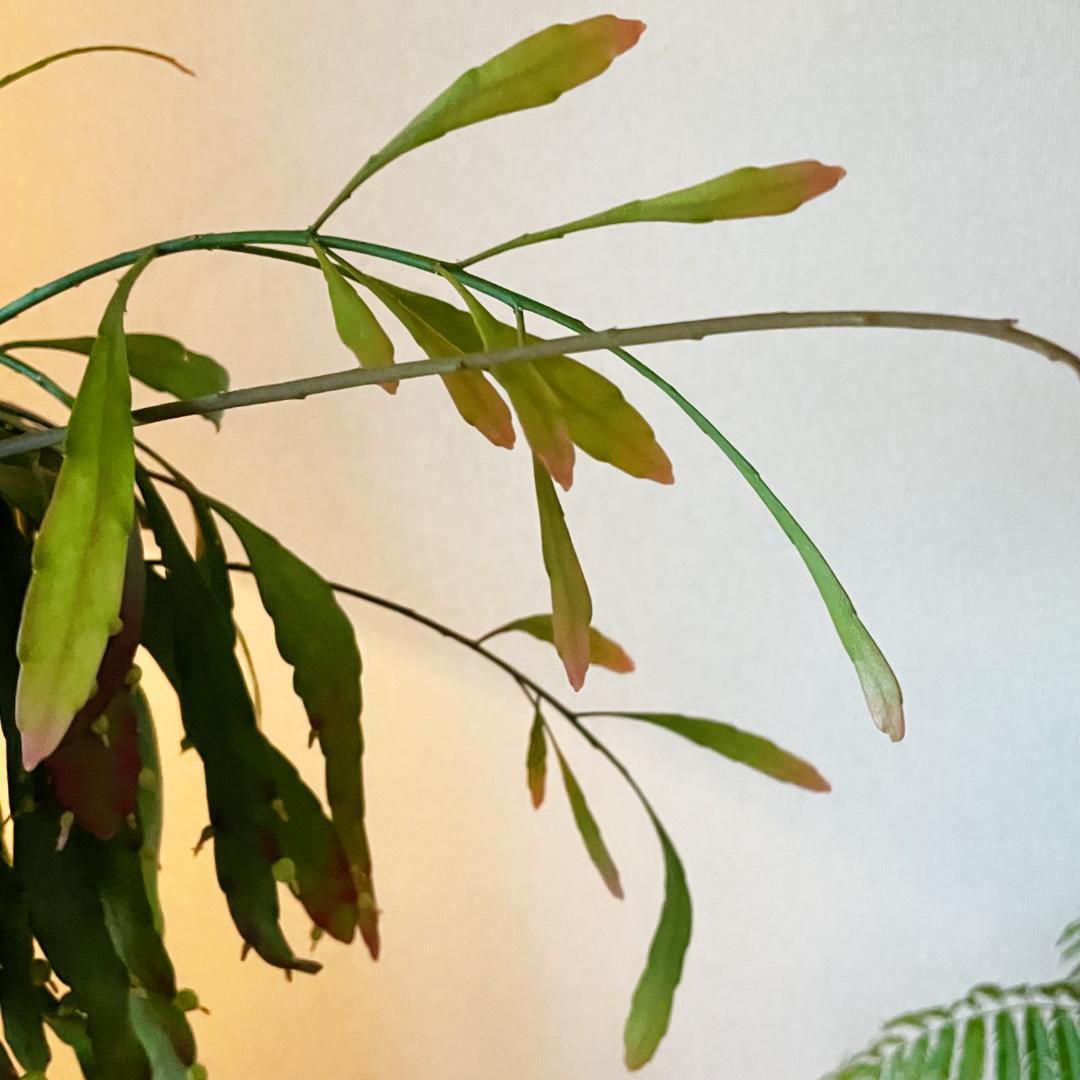 【ひらひらの葉に白い花(実)が付いています】リプサリス ラムローサ