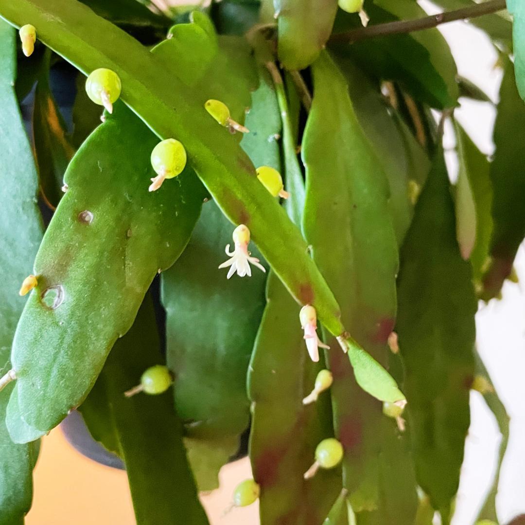【ひらひらの葉に白い花(実)が付いています】リプサリス ラムローサ