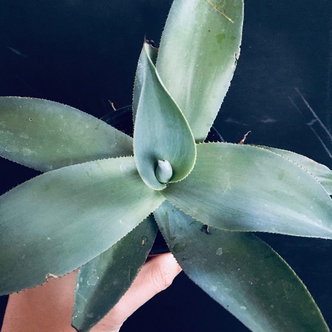 【高騰品種】アガベ トゥルービューティー Agave 'True Beauty'