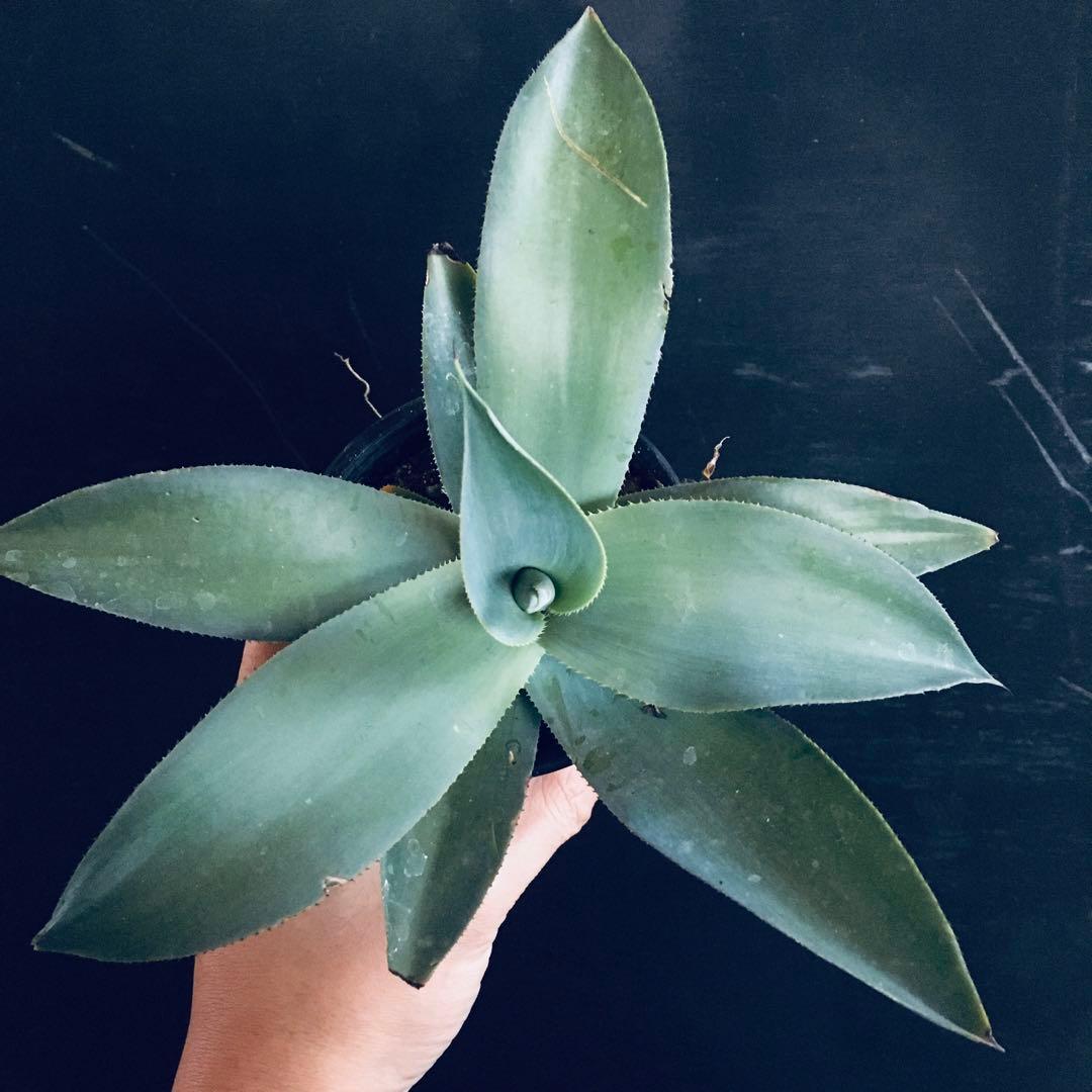 【高騰品種】アガベ トゥルービューティー Agave 'True Beauty'