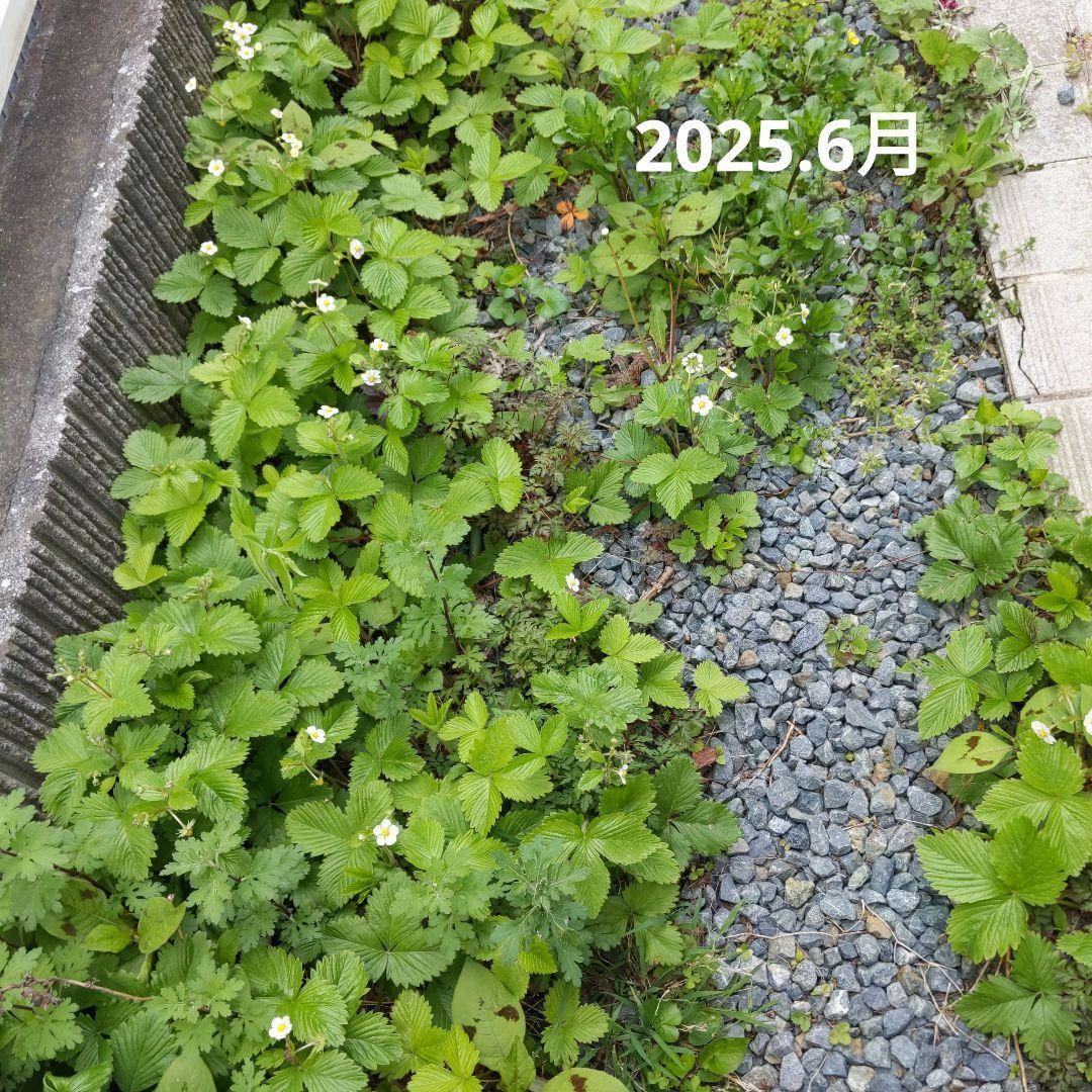 完全無農薬　幸せを運ぶ　野苺【3苗】野苺お任せ3苗　再送保証有