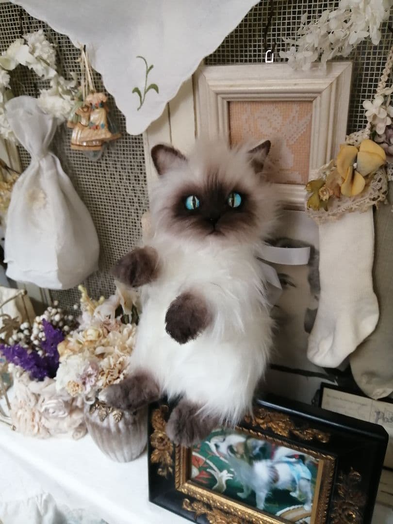 ♥(ΦωΦ)ヒマラヤン・ヒマちゃん♥長毛・(ΦωΦ)里親様募集(ΦωΦ)♥