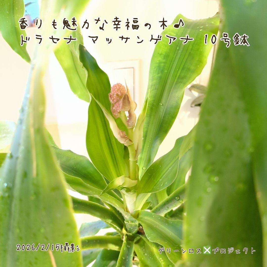 【B級品/大型観葉植物】香りも魅力な幸福の木♪ドラセナマッサンゲアナ 10号鉢②