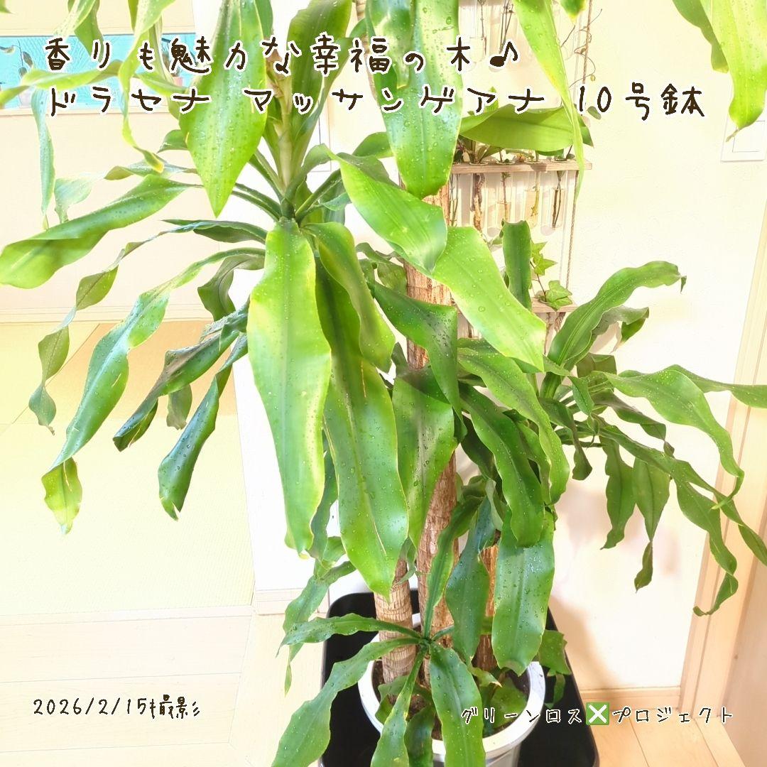 【B級品/大型観葉植物】香りも魅力な幸福の木♪ドラセナマッサンゲアナ 10号鉢②