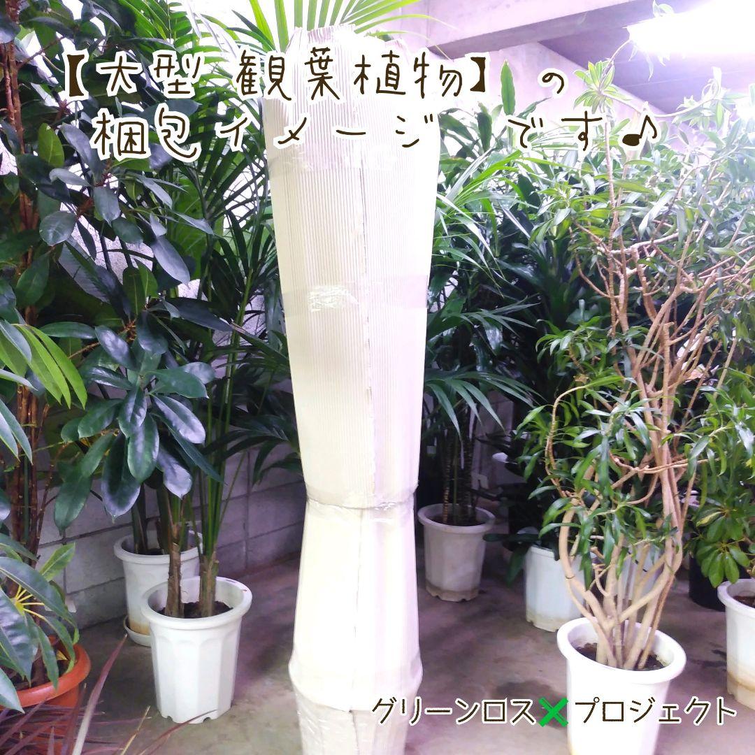 【B級品/大型観葉植物】香りも魅力な幸福の木♪ドラセナマッサンゲアナ 10号鉢②