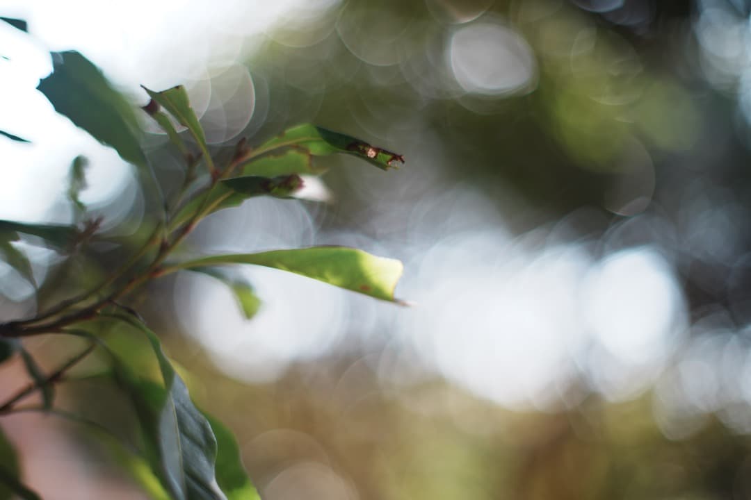 【美品】動作◎ オリンパス G.Zuiko auto 50mm F1.4 895